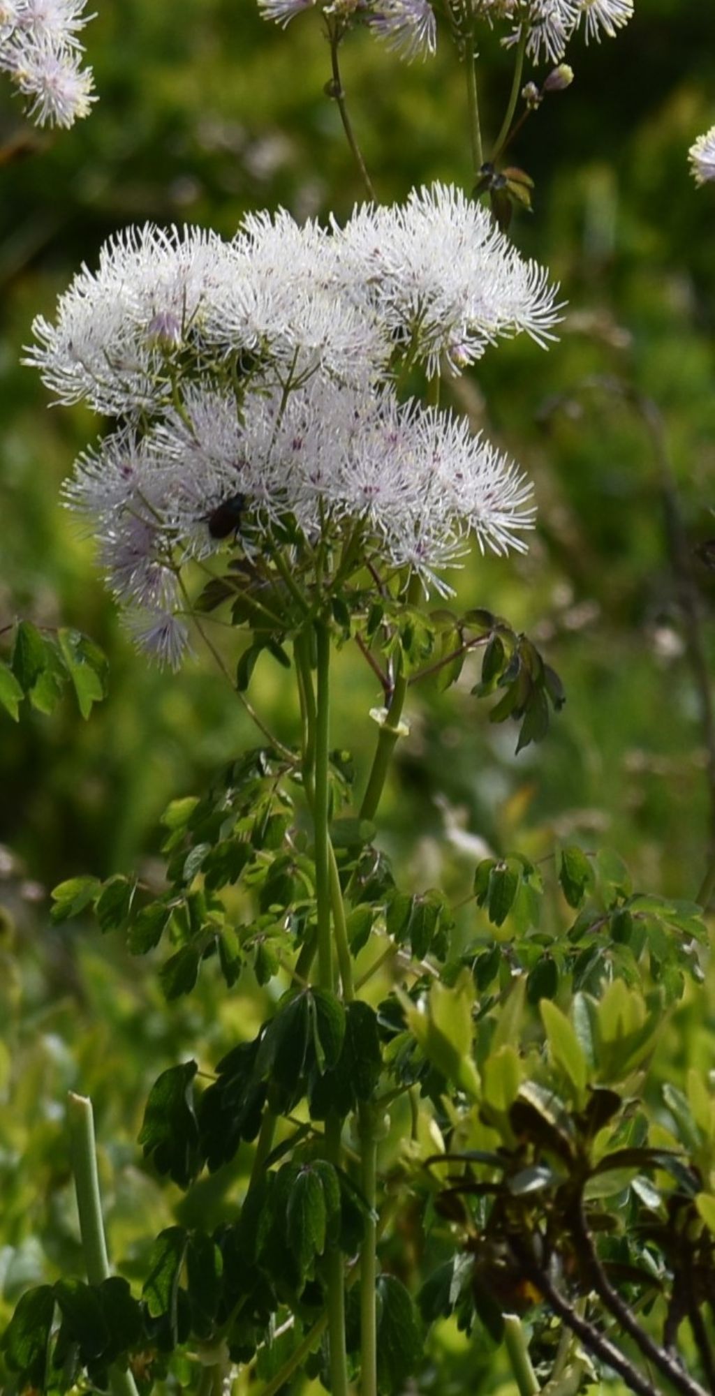 Thalictrum aquilegiifolium (Ranunculaceae)